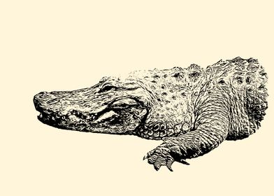 Alligator