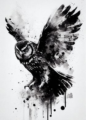 Owl Black and White