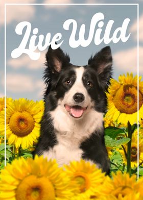 Dog With Sunflowers