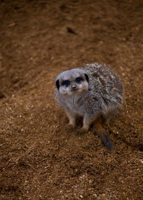 Meerkat