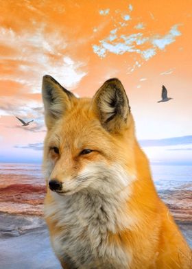 Fox Animal Background Sea