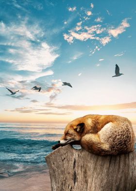 Funny Fox Sleeping Resting