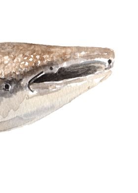 Whale shark head piece 3