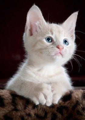 Cat Kitten Pet