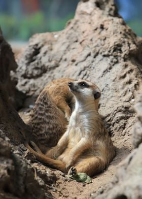 Meerkat