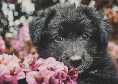 Cute puppy