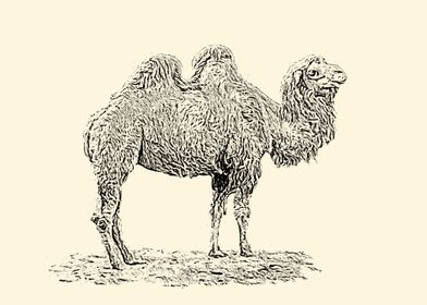 Bactrian camel