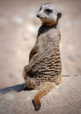 Meerkat