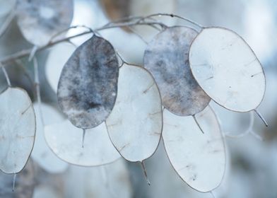 Frozen Silver Leaf