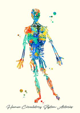 Human Circulatory System