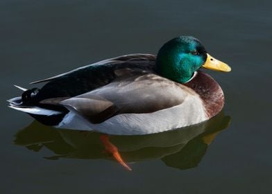 Mallard Portrait