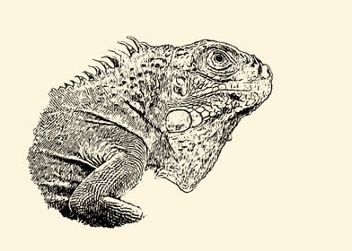 Iguana