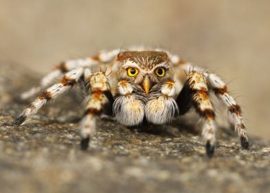 Spider Owl Animal Fantasy