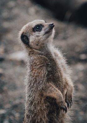 Meerkat