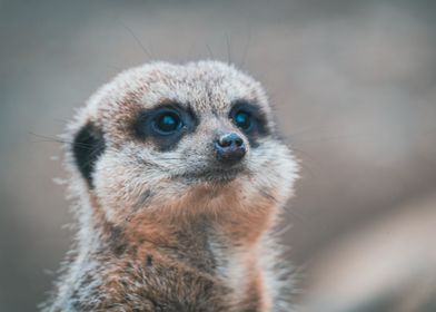 Meerkat