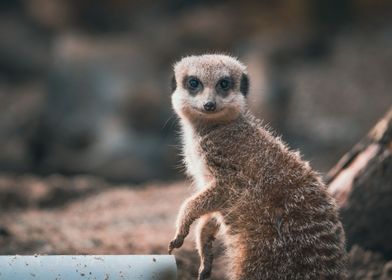 Meerkat