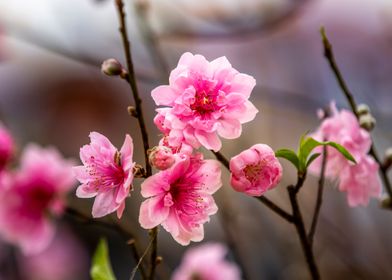 Beautiful Peach Blossoms