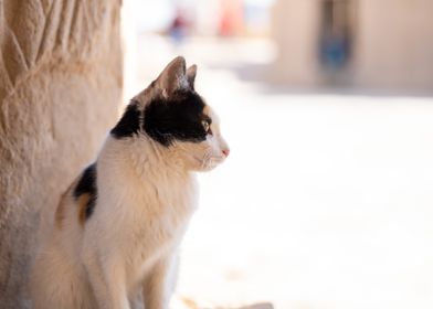 A Unique Egyptian Cat