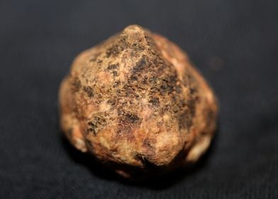 White truffle mushroom