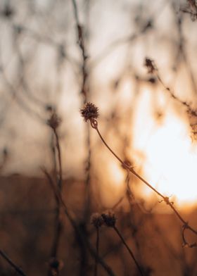 African dried flowers