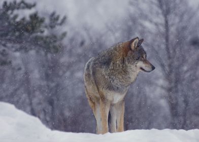 Wolf in the snow