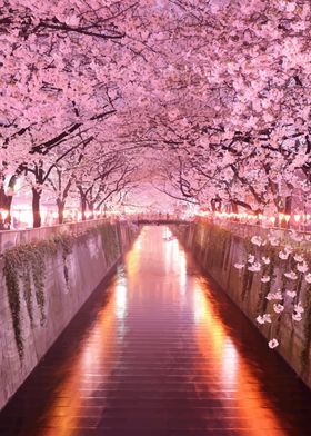 Japan Art Blossom