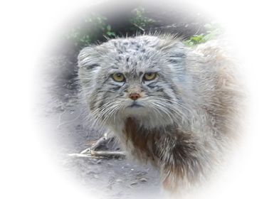 Manul