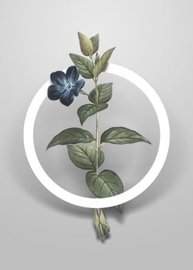 Greater Periwinkle Flower