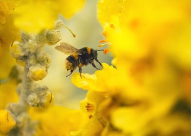 Yellow flowers bumblebee