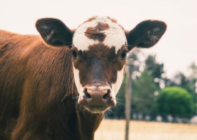 Cow