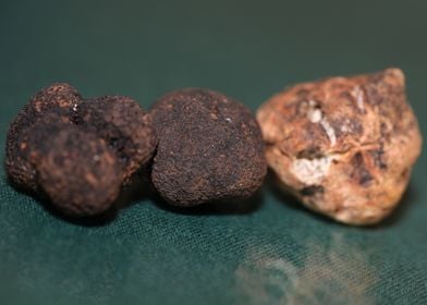 White and black truffles