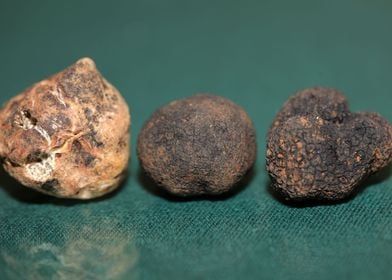 White and black truffles