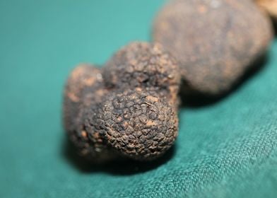 White and black truffles