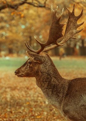 AWESOME DEER ANTLER