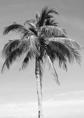 Palm Tree Beach Dream 3 