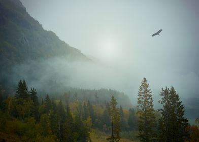 Eagle in misty forest