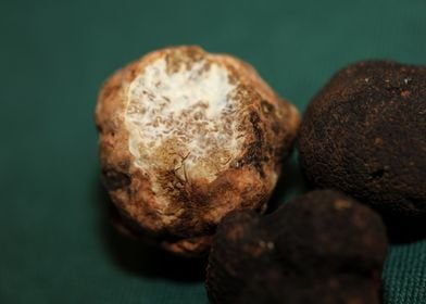 White truffle mushroom