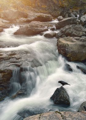 Raven on waterfall