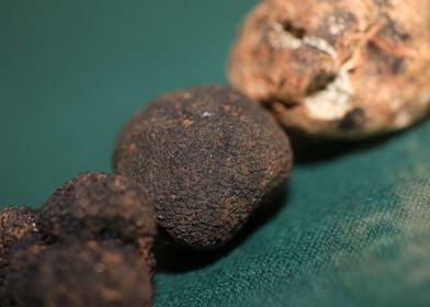 White and black truffles