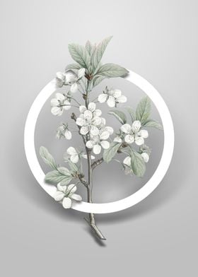 Vintage White Plum Flower