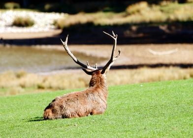 SITTING DEER