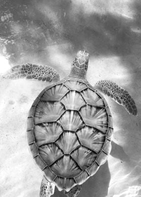 Turtle Black White Ocean