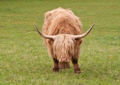 Highland Cow 8