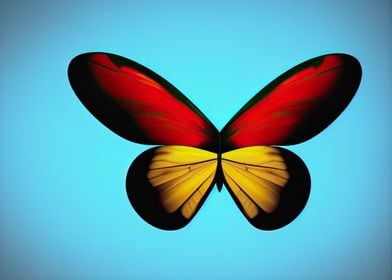 A colorful butterfly