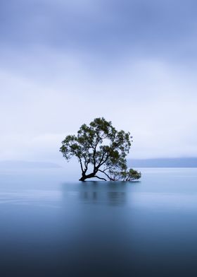 Wanaka Tree New Zealand