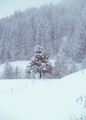 Fir in the snow