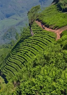 Tea Plantation Valley5