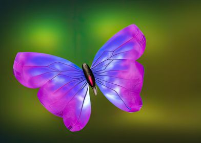 A colorful butterfly