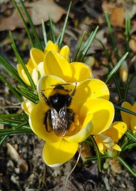 Bumblebee on crocus