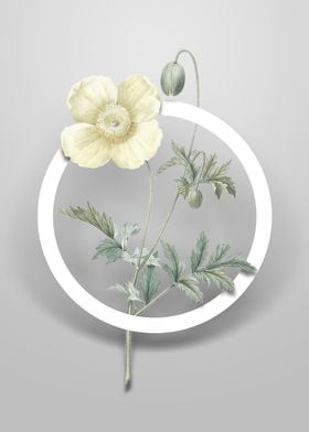 Vintage Welsh Poppy Flower